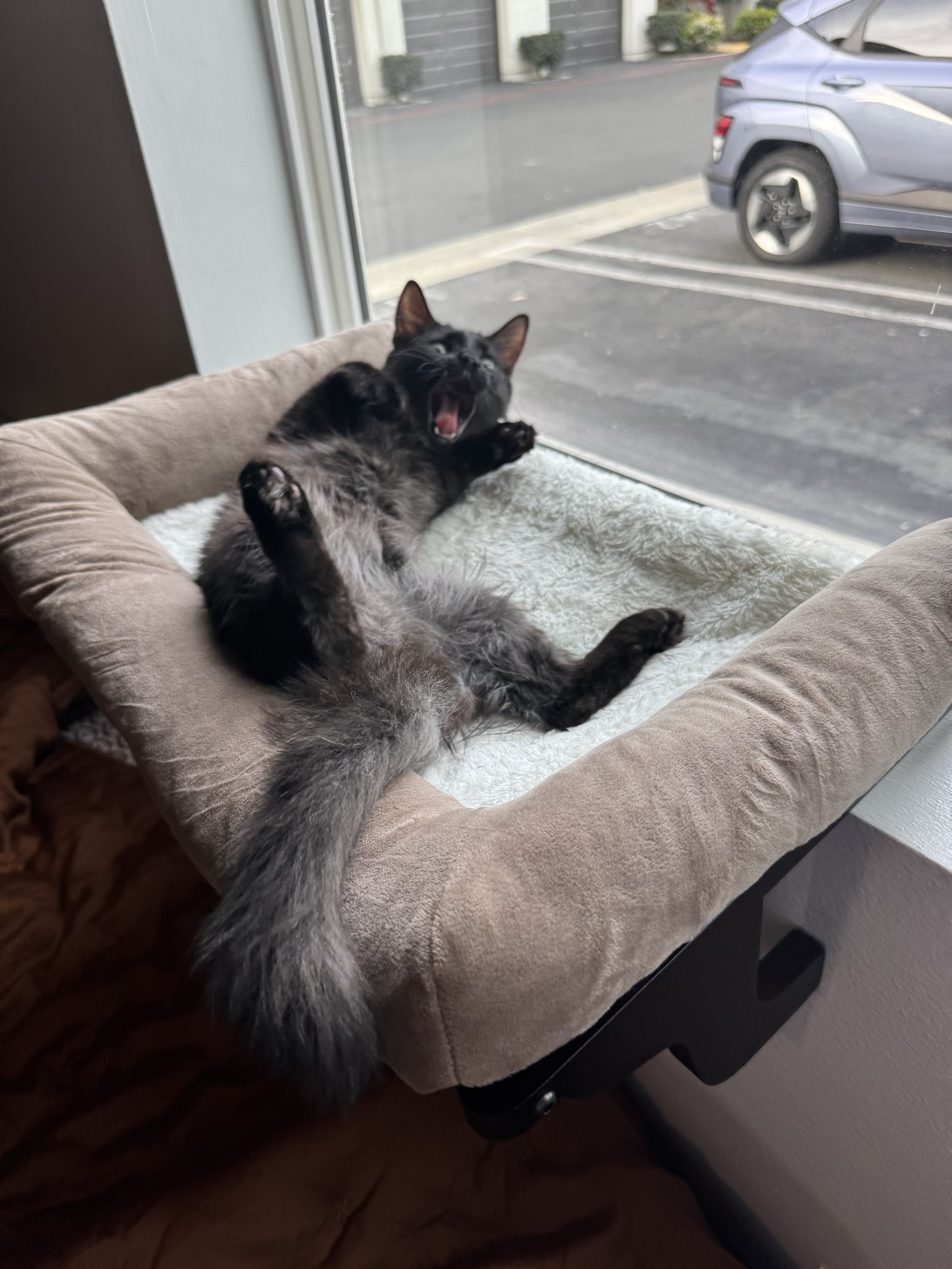 Emil, a cat found on Chonk Finder