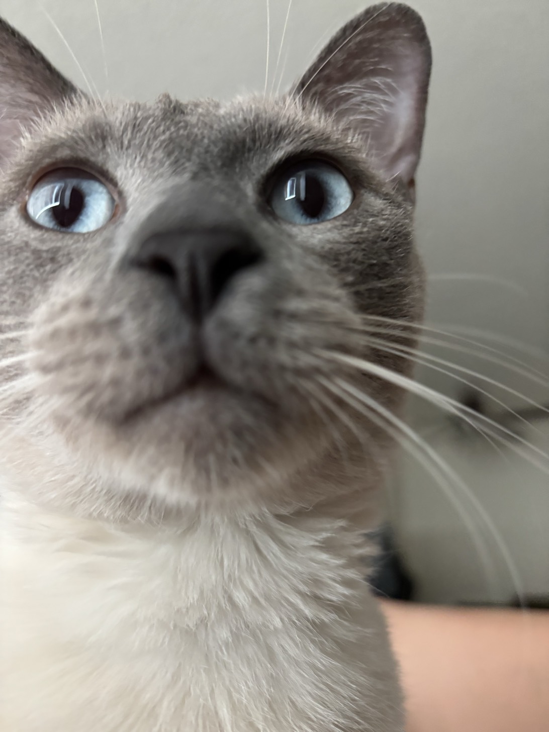 Aki, a cat found on Chonk Finder