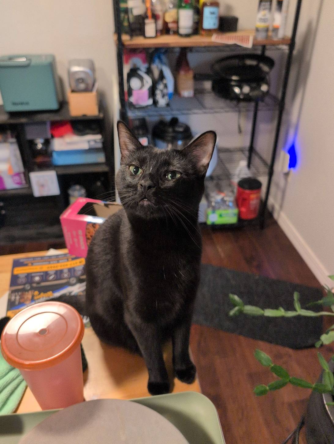 Reginald, a cat found on Chonk Finder