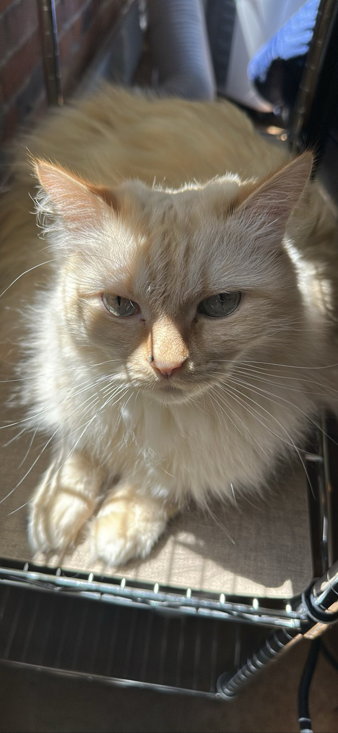 Ridley, a cat found on Chonk Finder
