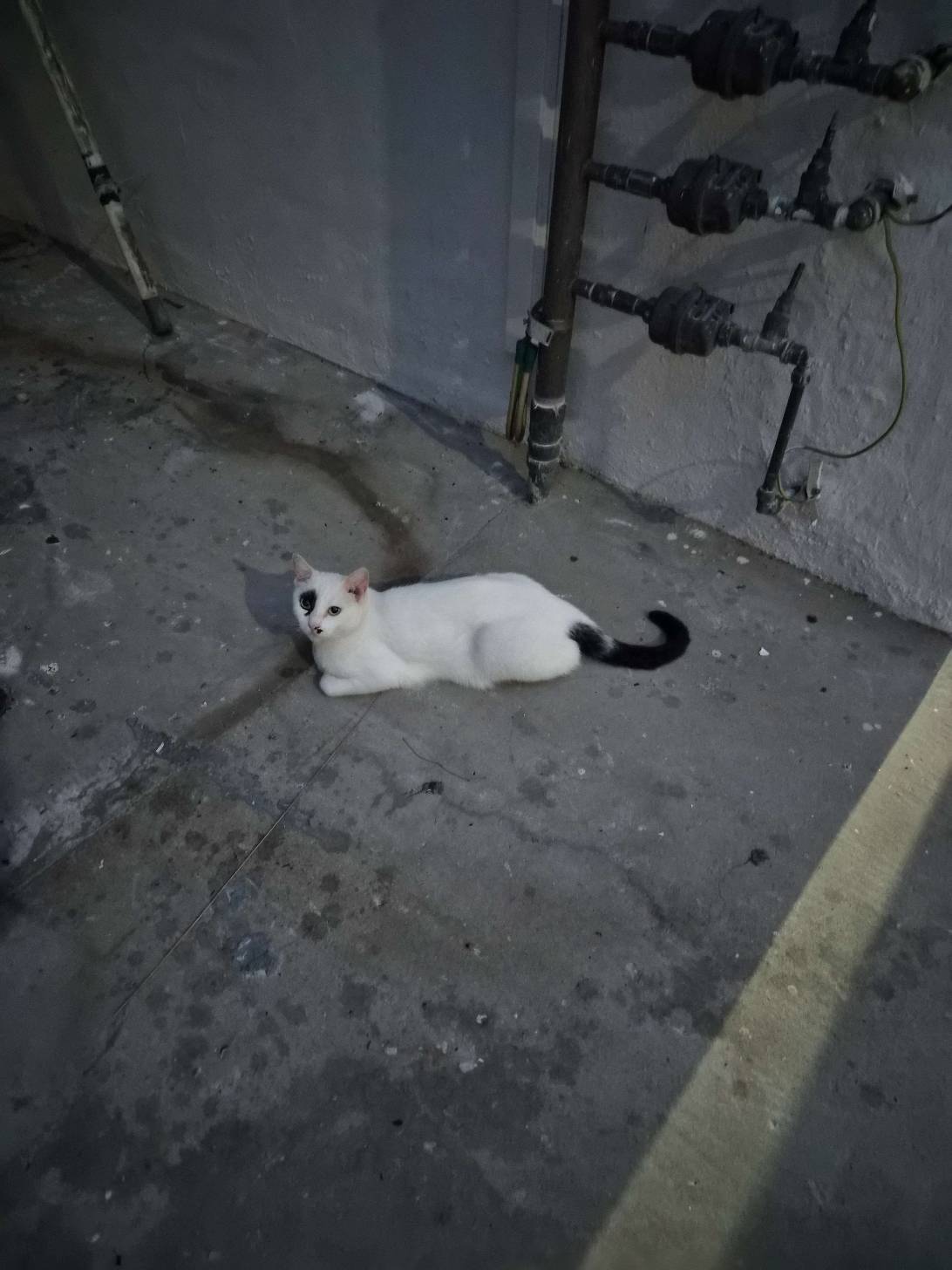 OBK, a cat found on Chonk Finder