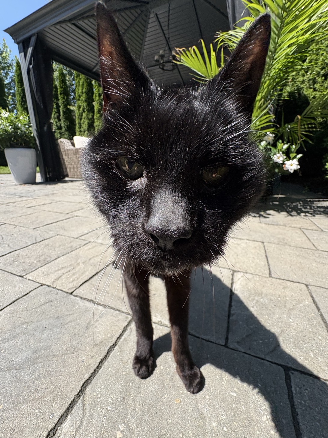 Louis, a cat found on Chonk Finder