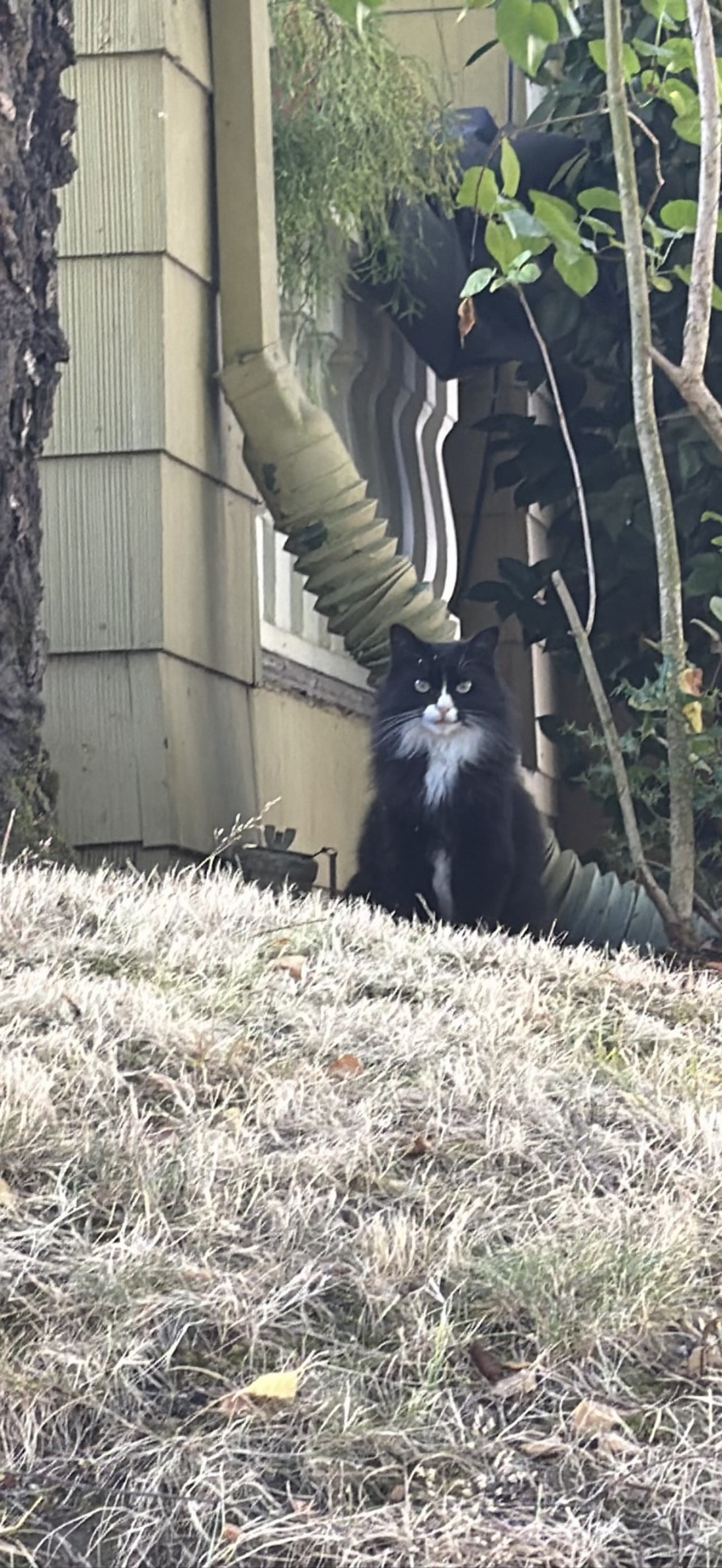 Miss Bowtie, a cat found on Chonk Finder