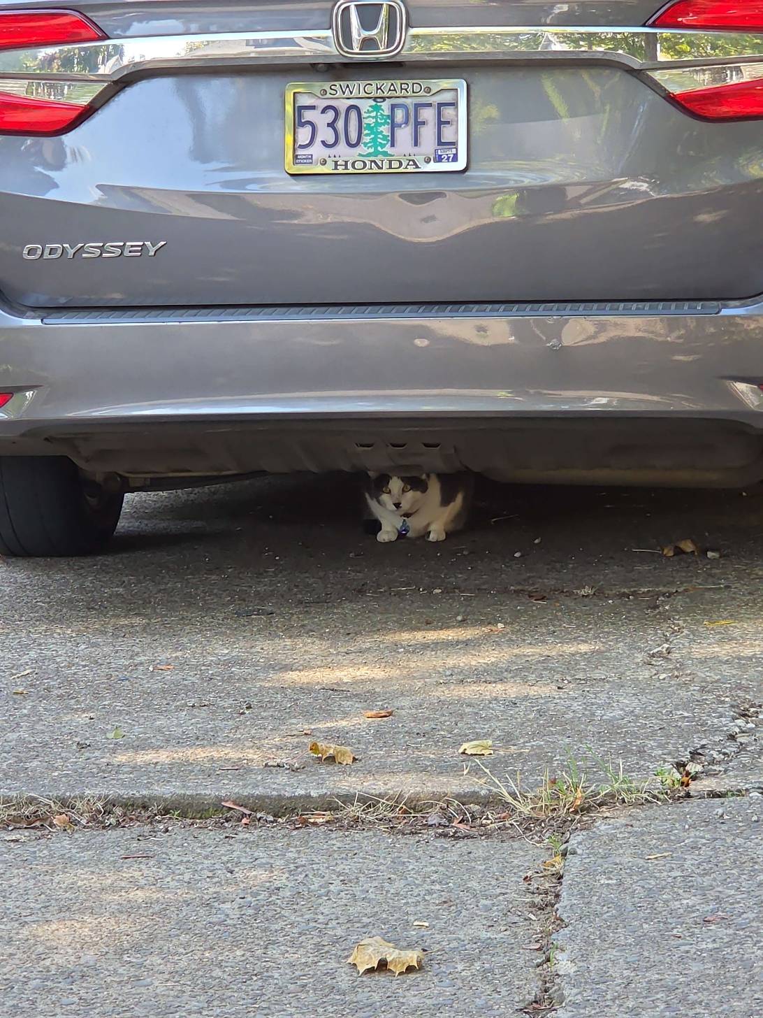 Maru, a cat found on Chonk Finder