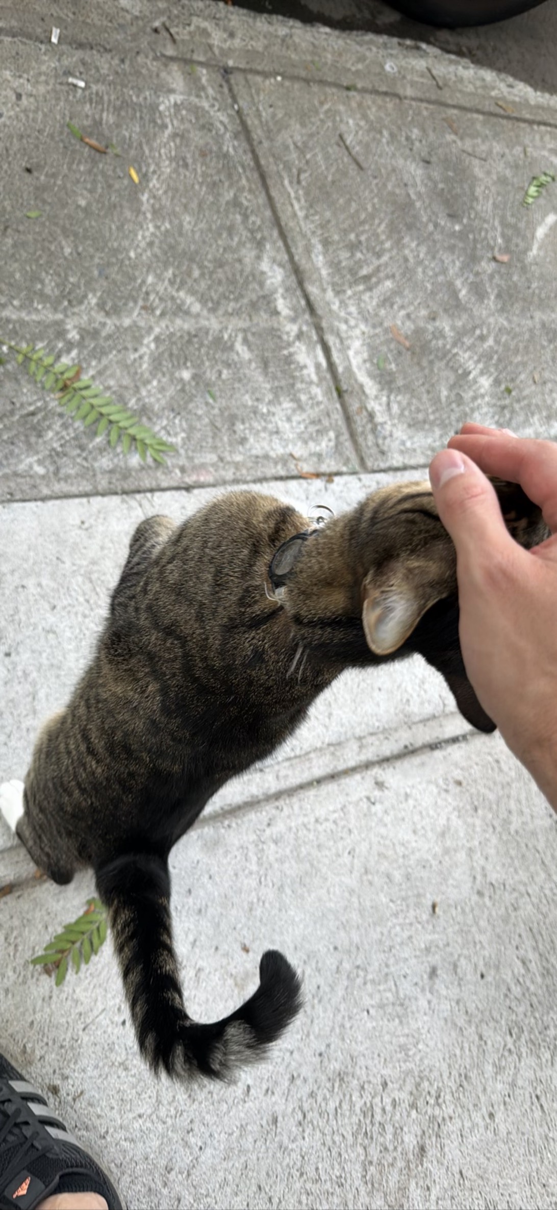 Jumper, a cat found on Chonk Finder