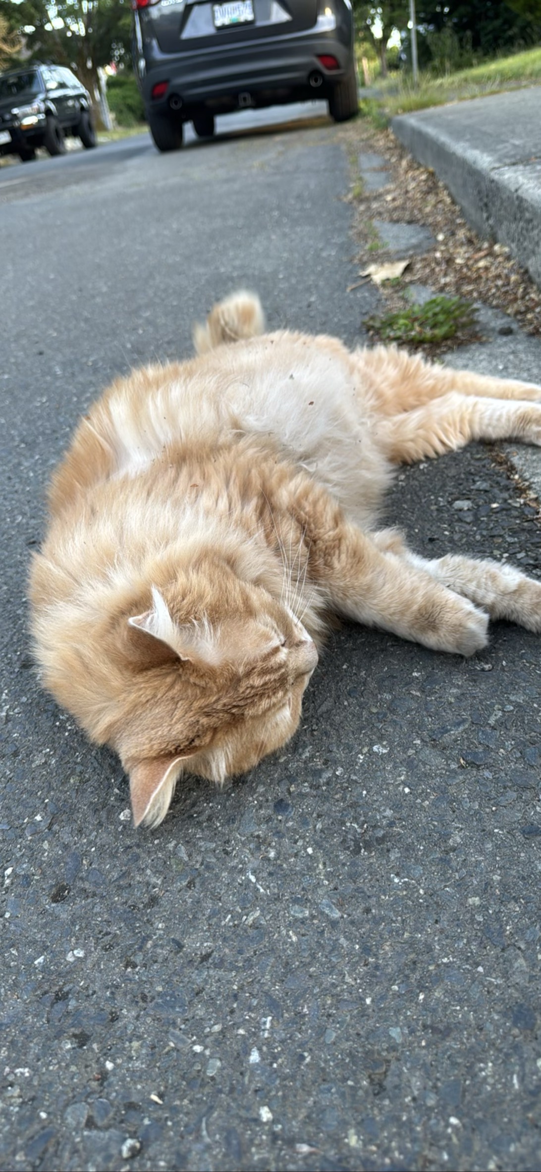 Pilgor, a cat found on Chonk Finder
