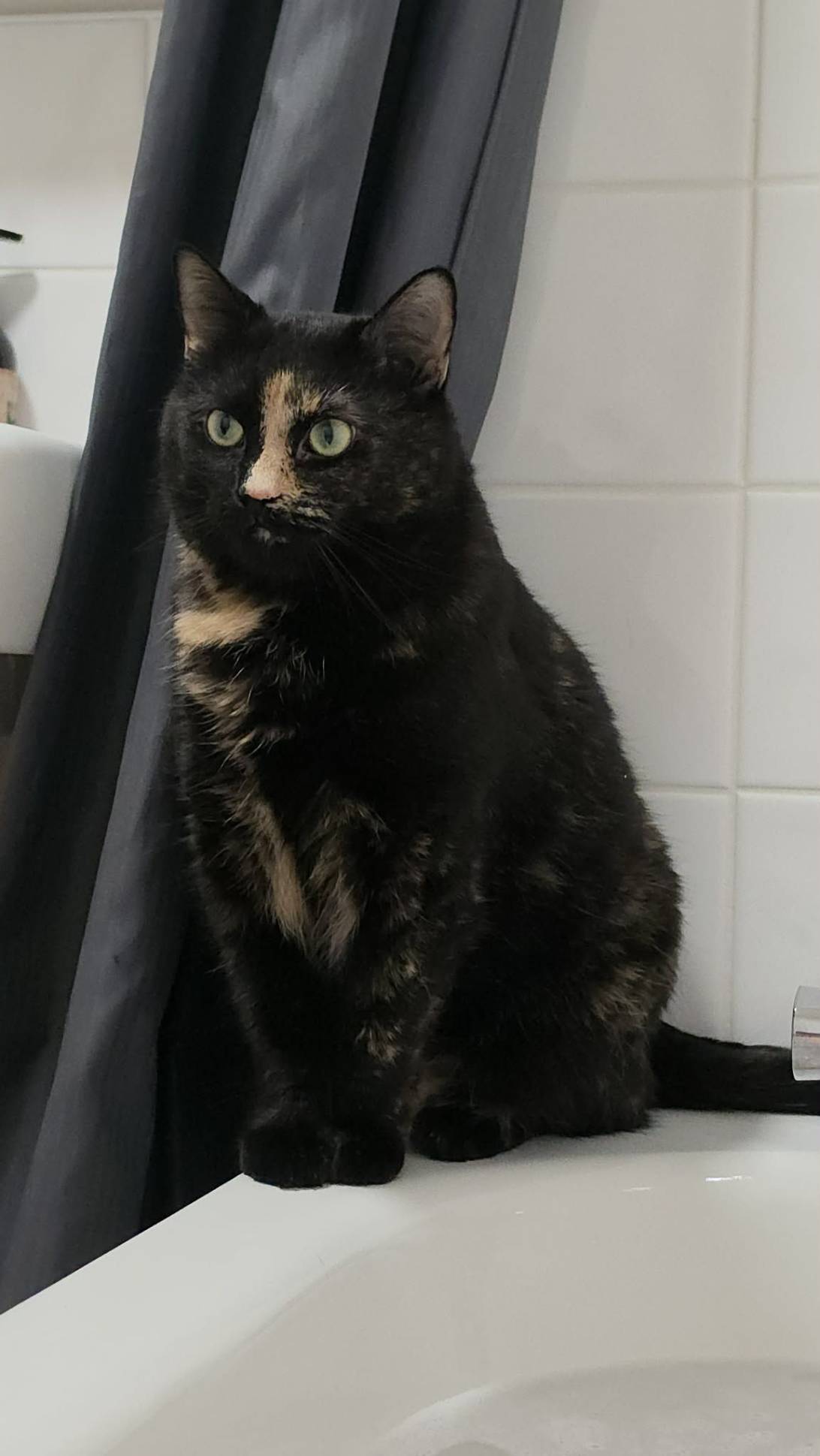 Tiffin, a cat found on Chonk Finder