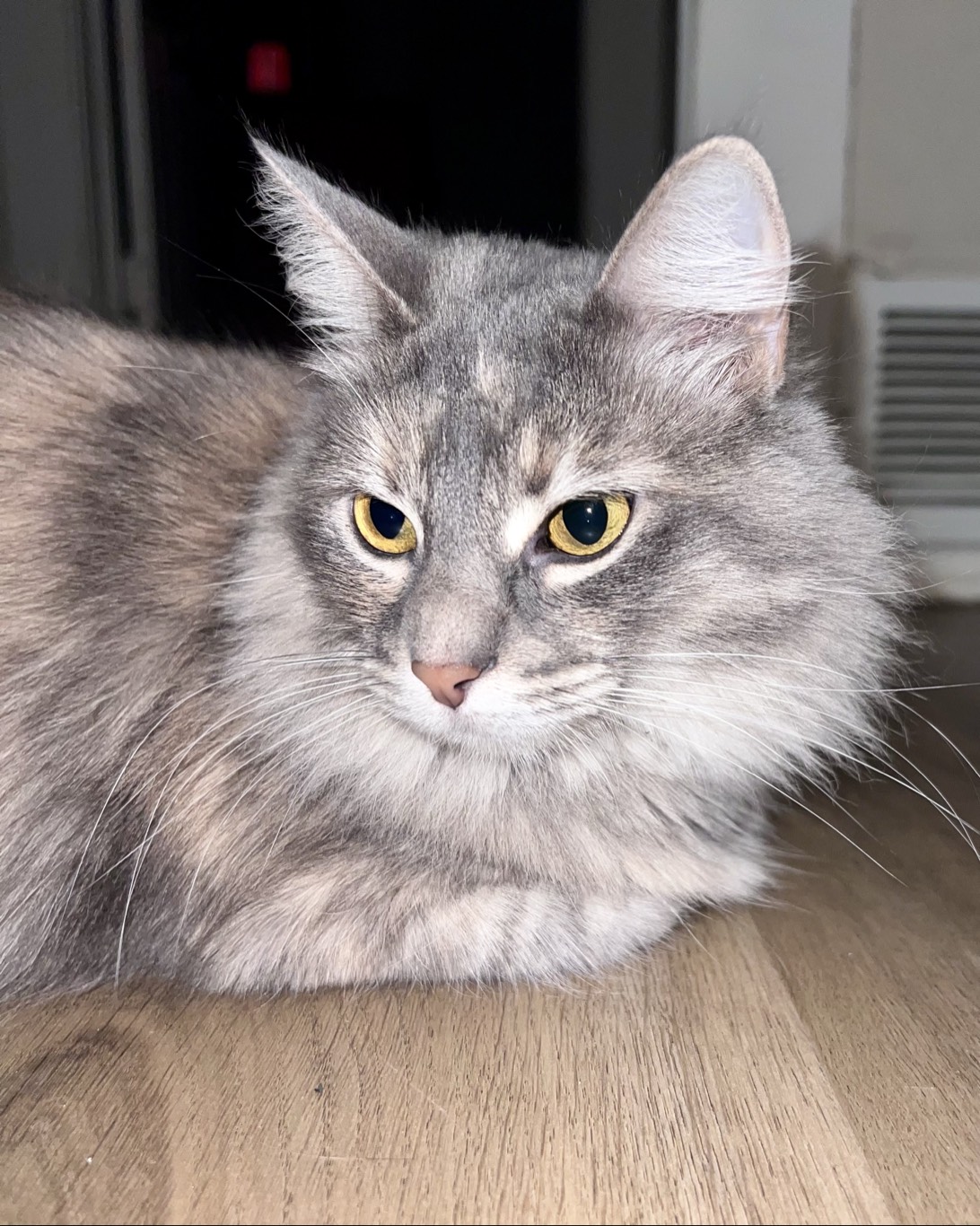 Maggie, a cat found on Chonk Finder