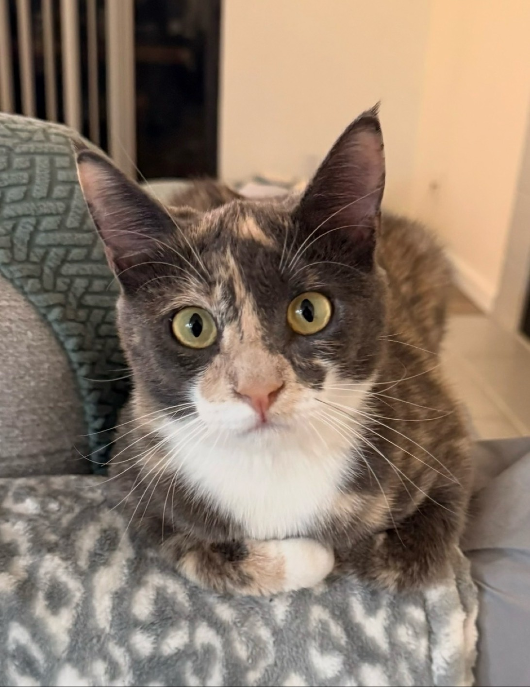 Gravy, a cat found on Chonk Finder