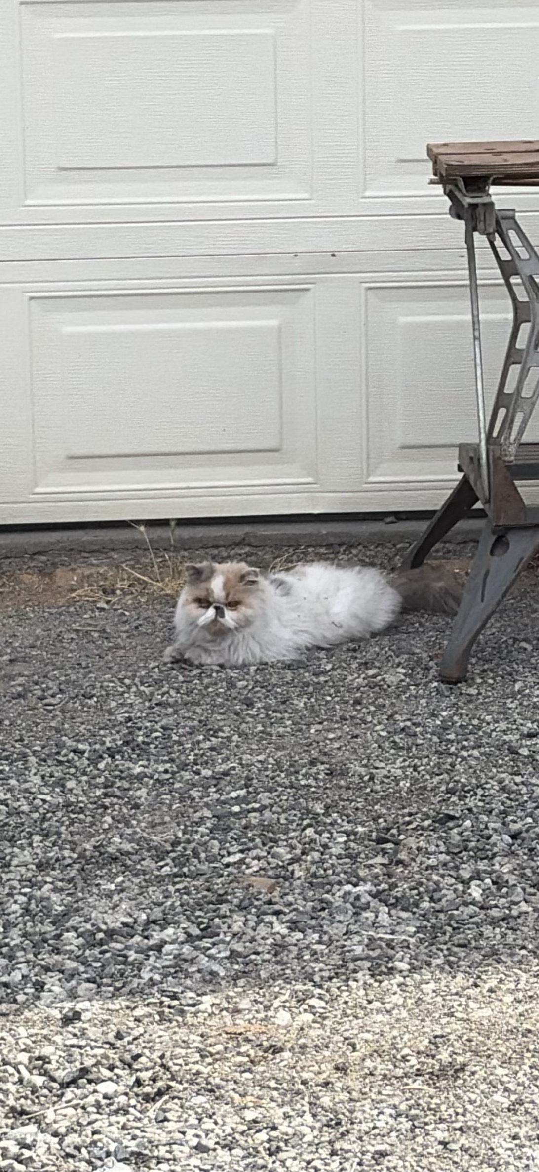 James, a cat found on Chonk Finder