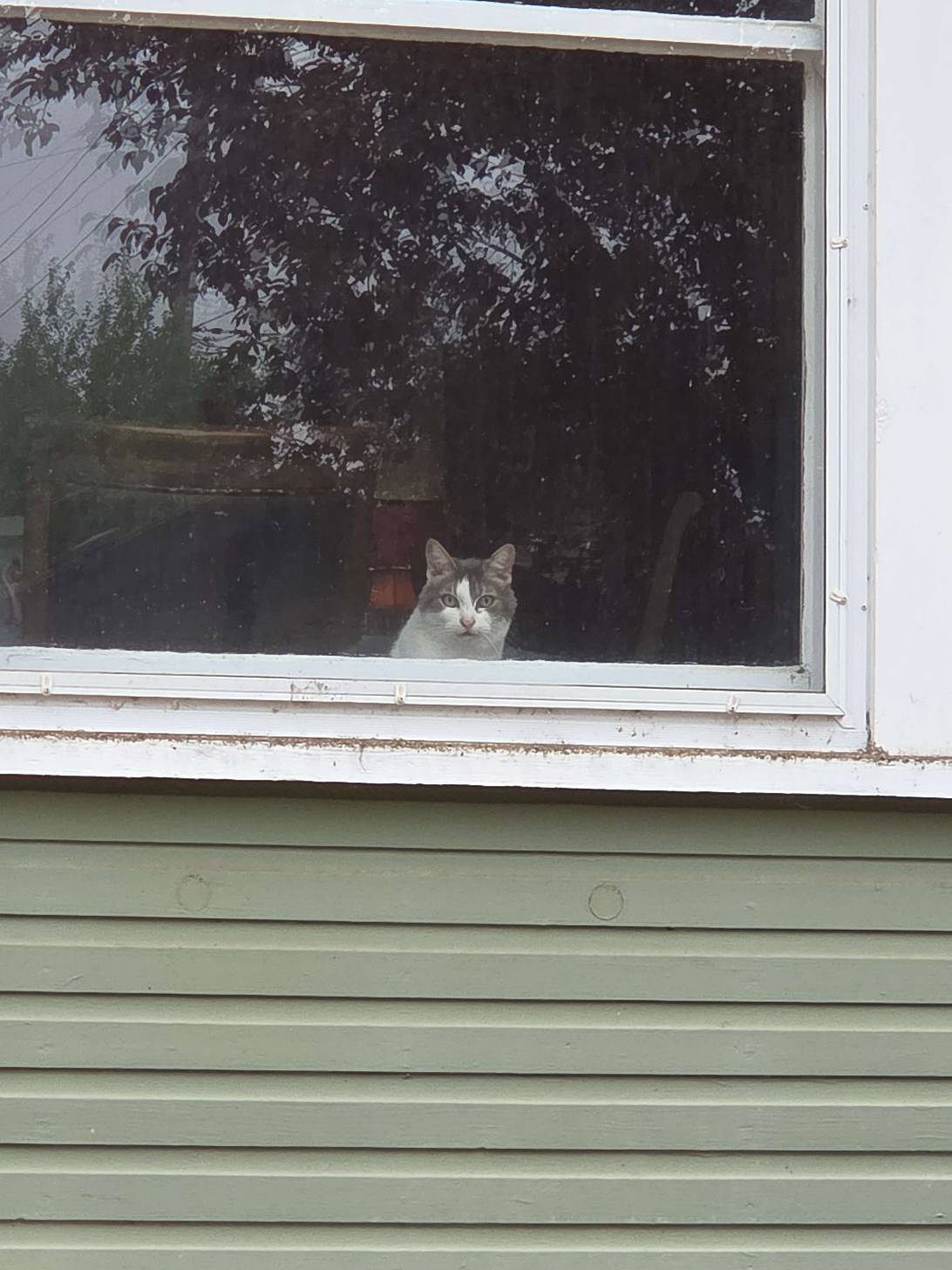 Fenwick, a cat found on Chonk Finder