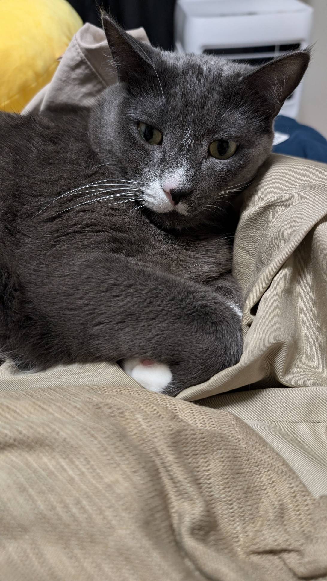 Oswald, a cat found on Chonk Finder
