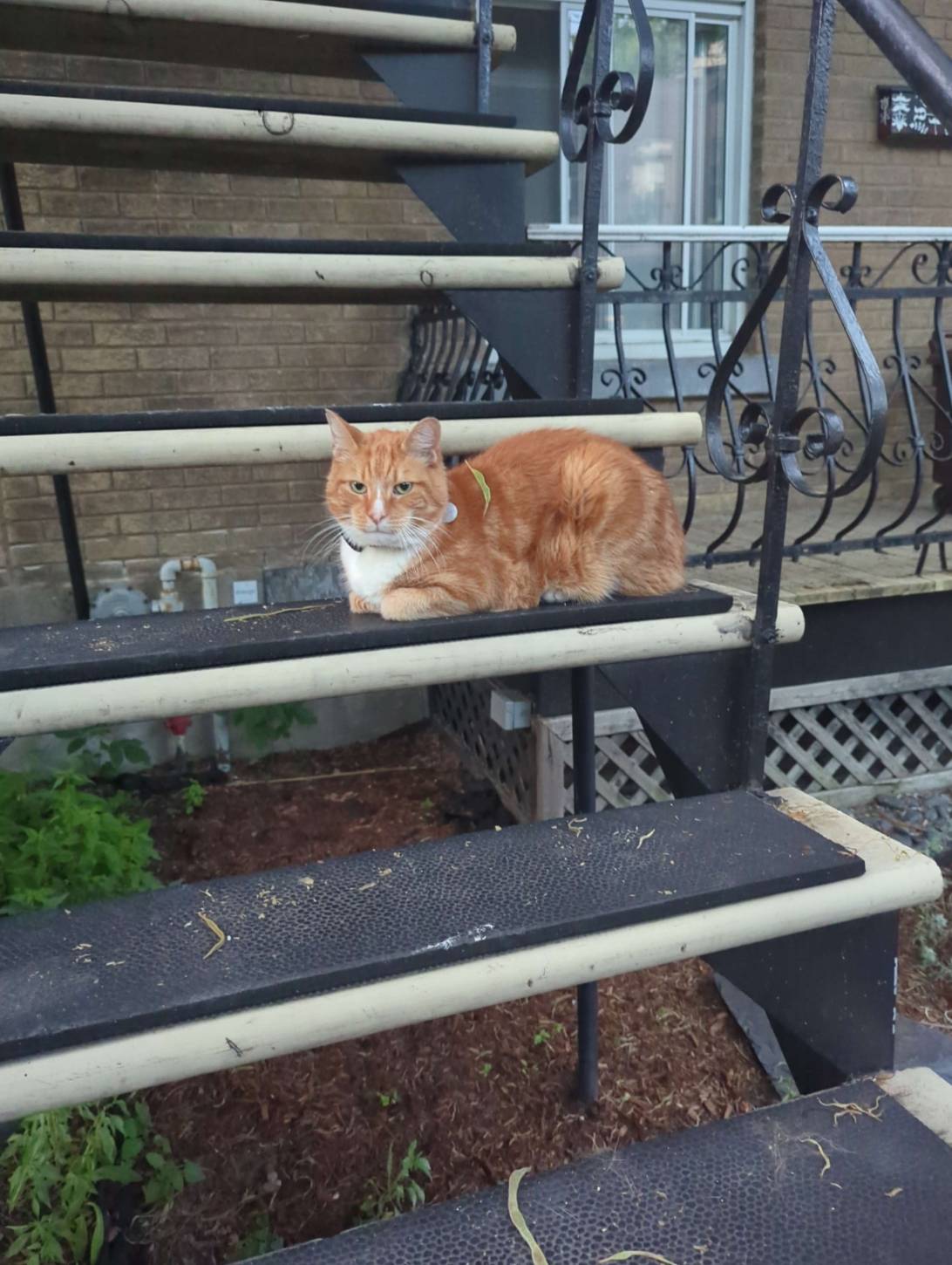 Azin, a cat found on Chonk Finder