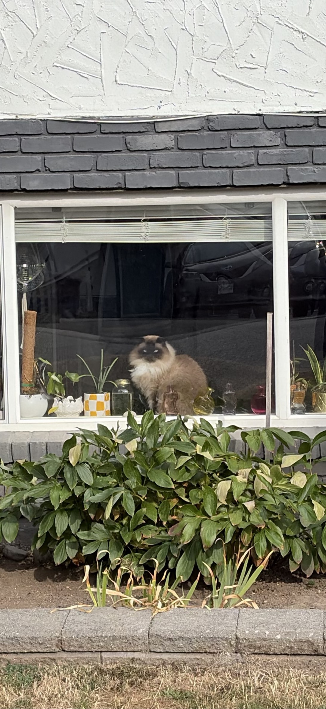 Sigríður, a cat found on Chonk Finder