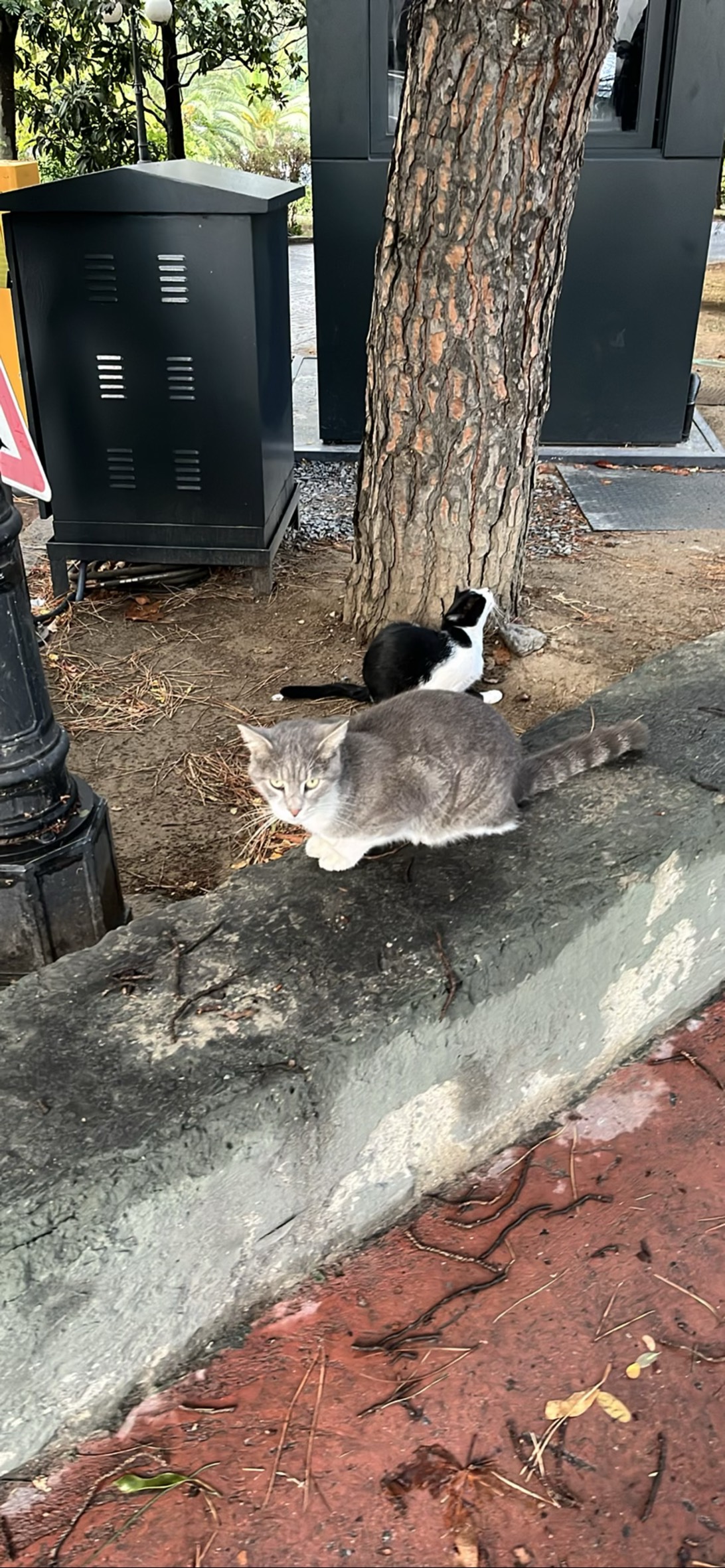 Smokey, a cat found on Chonk Finder
