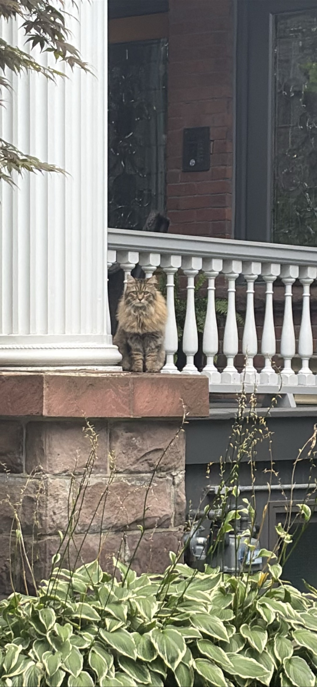 Zeus, a cat found on Chonk Finder