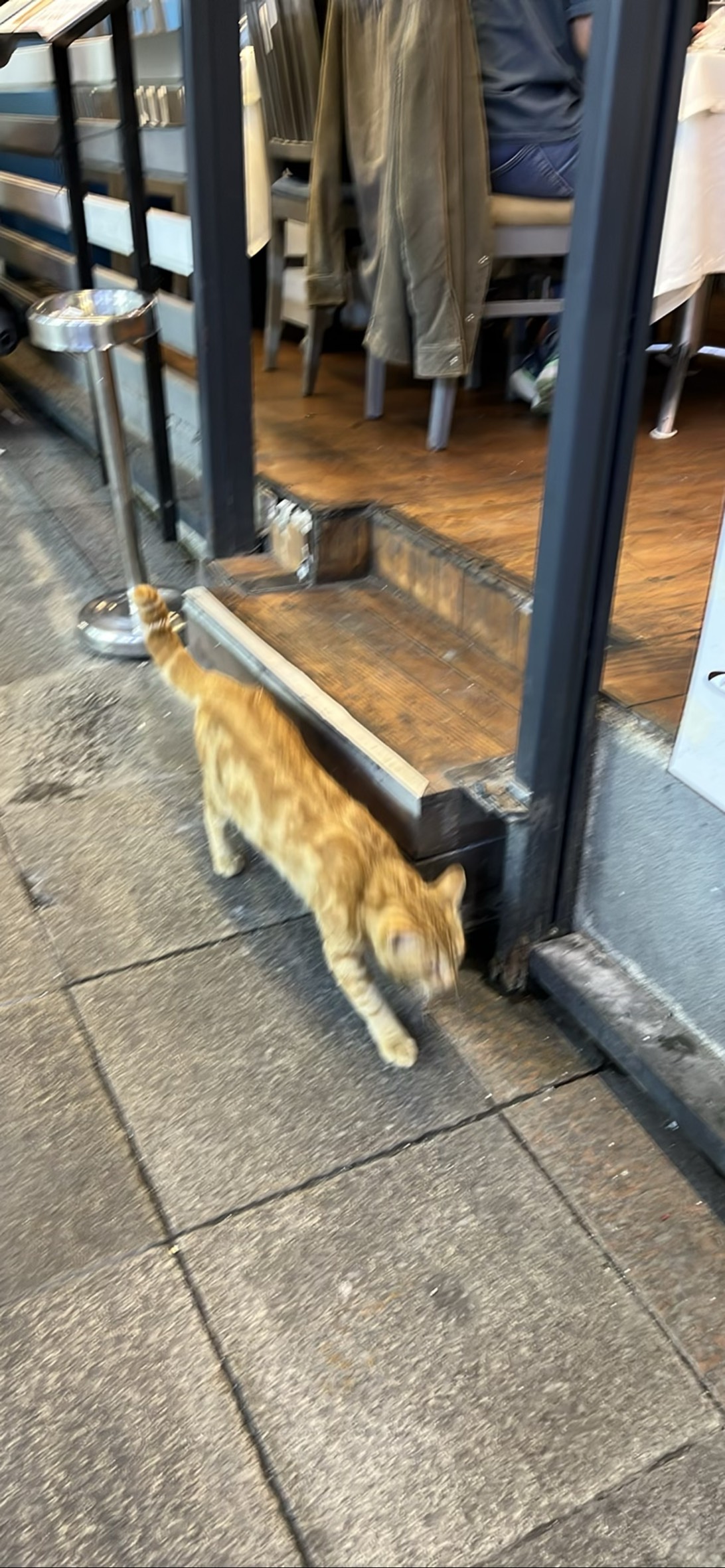 Kadikoy, a cat found on Chonk Finder