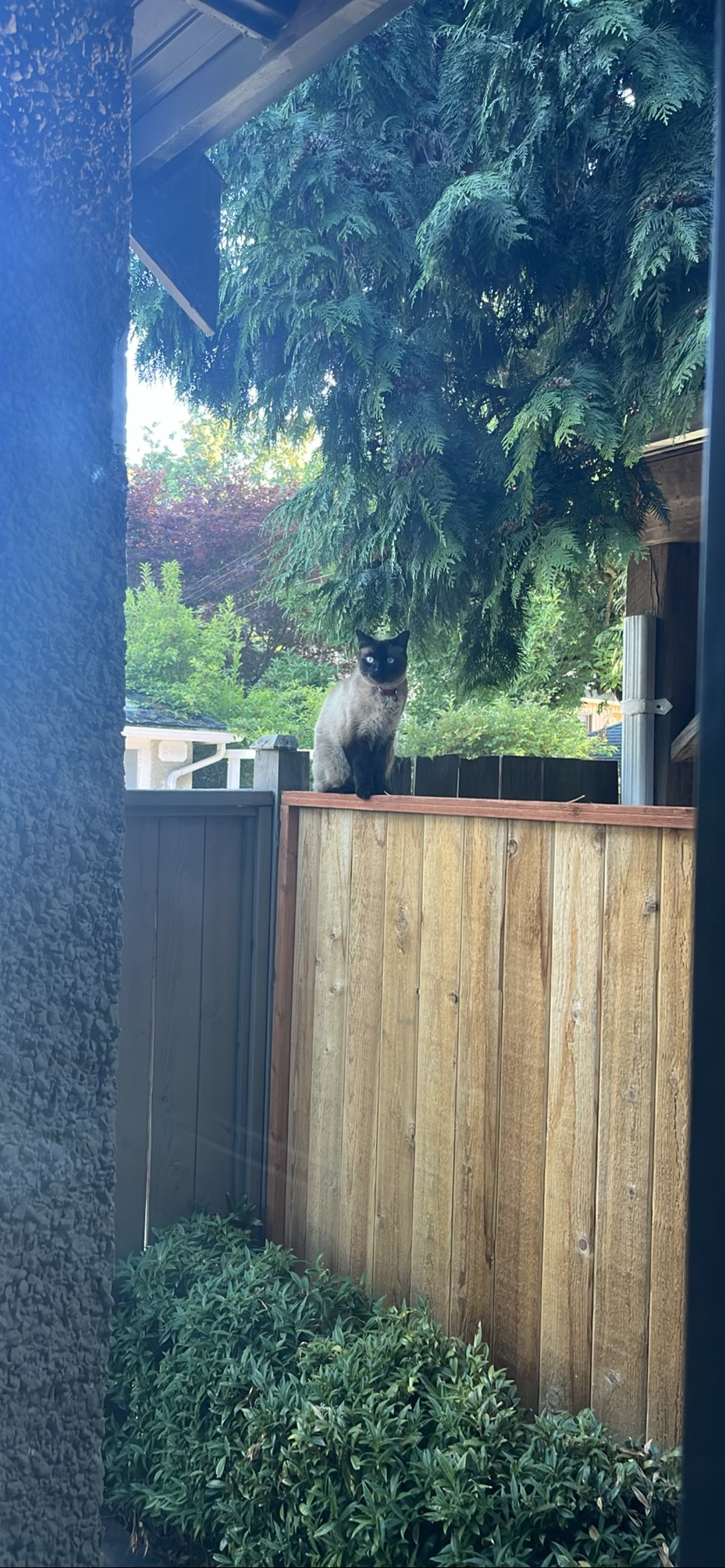 Spy Cat, a cat found on Chonk Finder