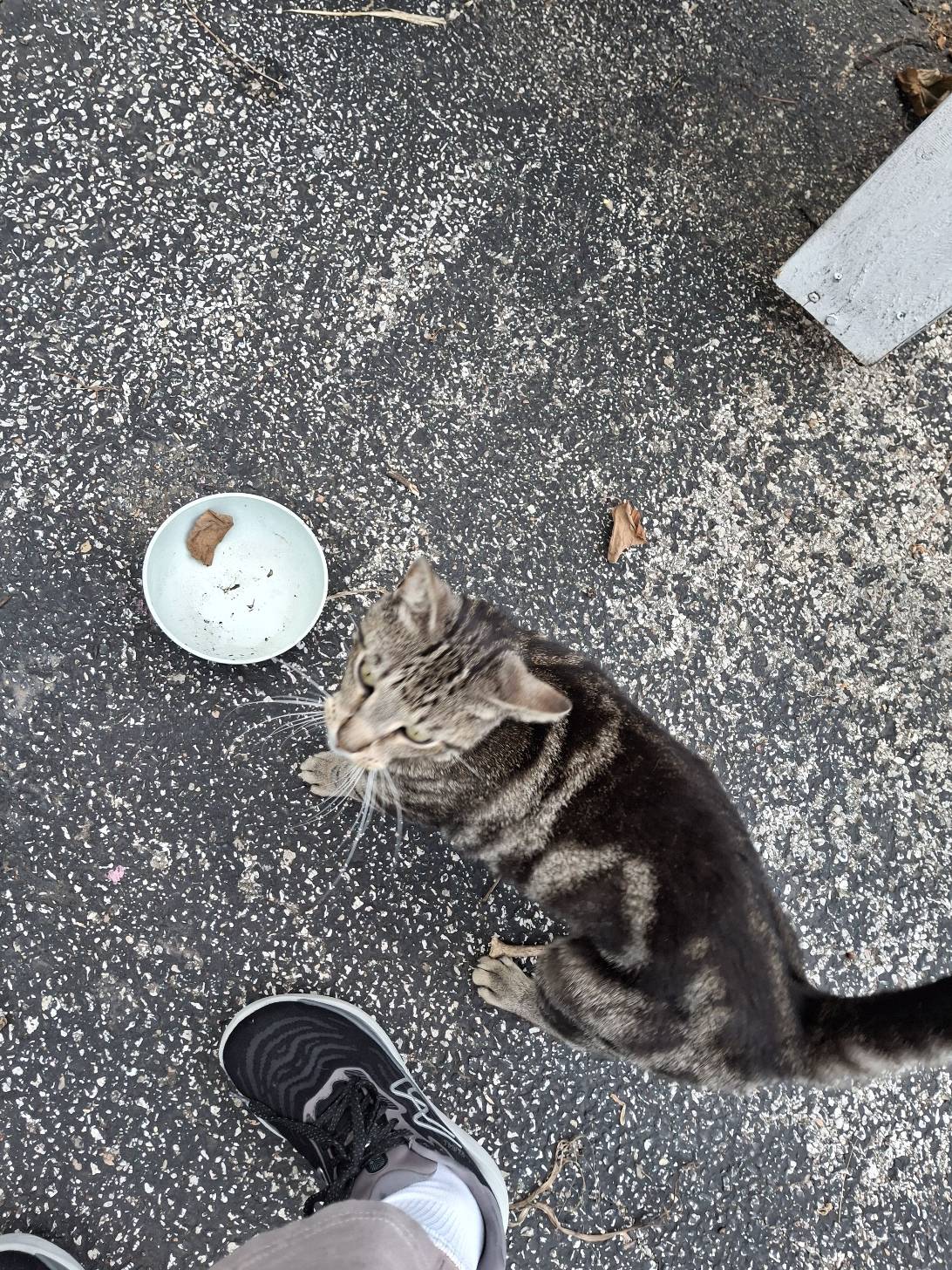Bojangles, a cat found on Chonk Finder