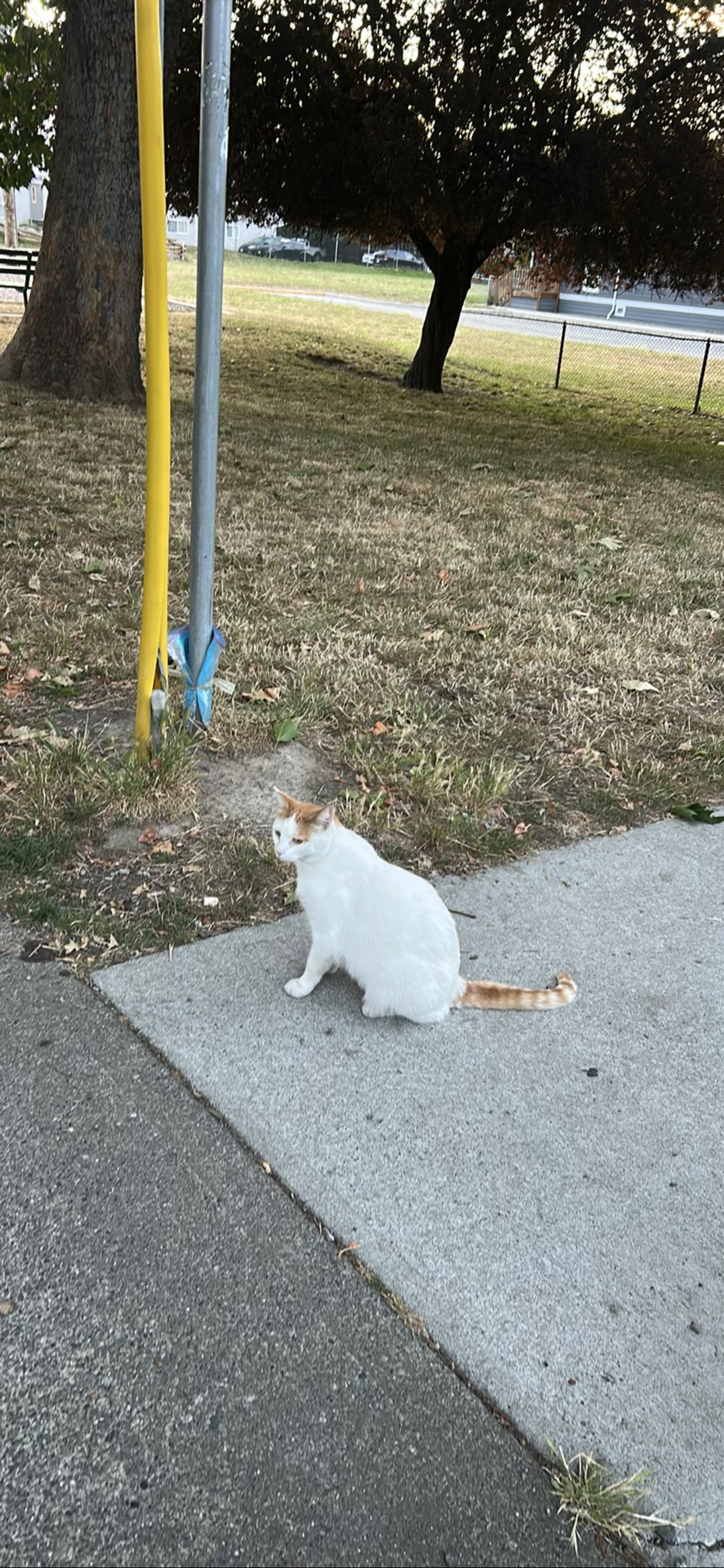 Morpheus, a cat found on Chonk Finder