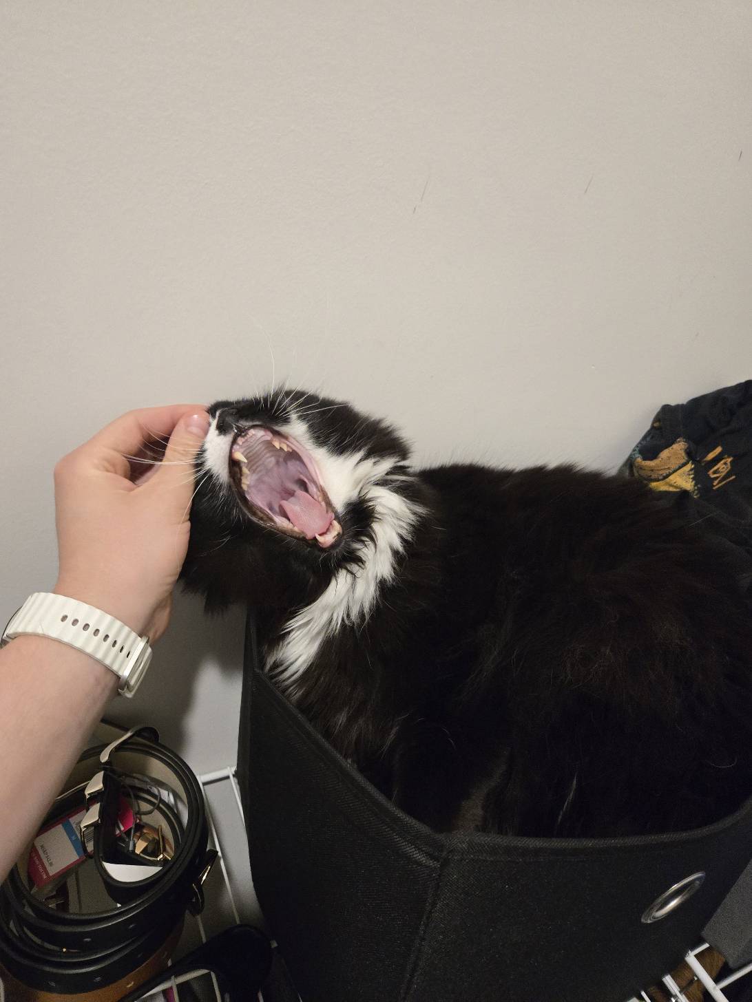 Bubby, a cat found on Chonk Finder