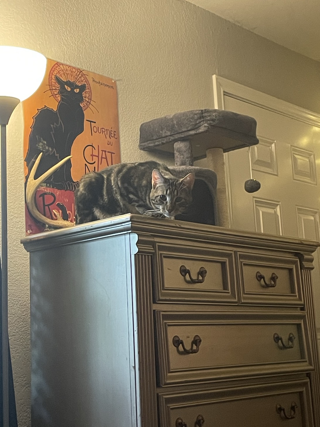 Cinner, a cat found on Chonk Finder