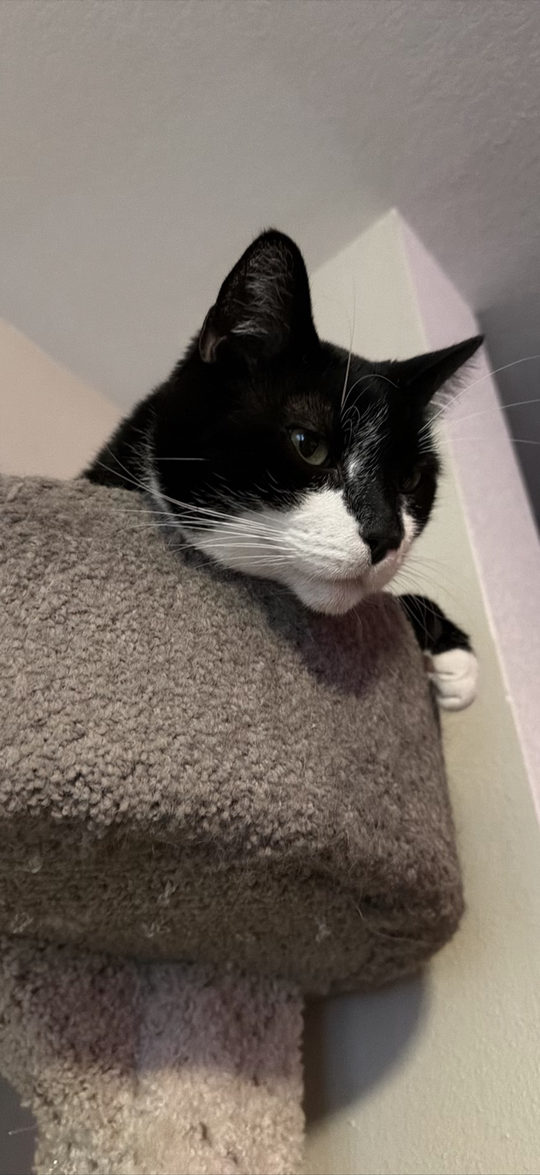 Orca Man, a cat found on Chonk Finder