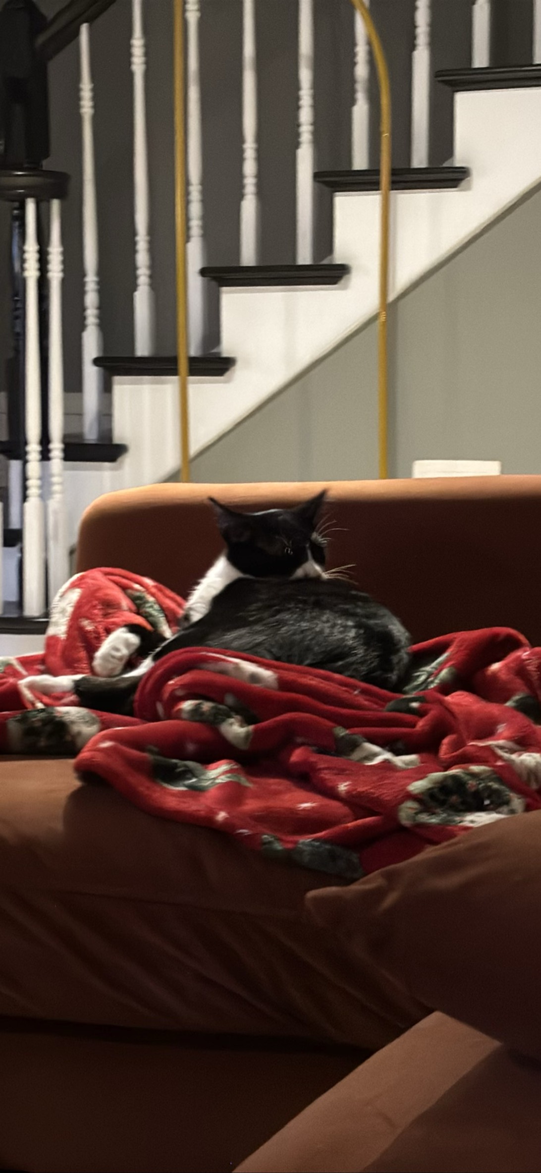 Cosmo, a cat found on Chonk Finder