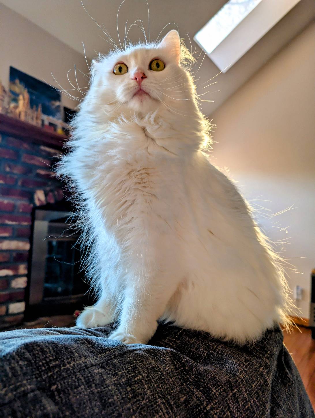 Estrella, a cat found on Chonk Finder