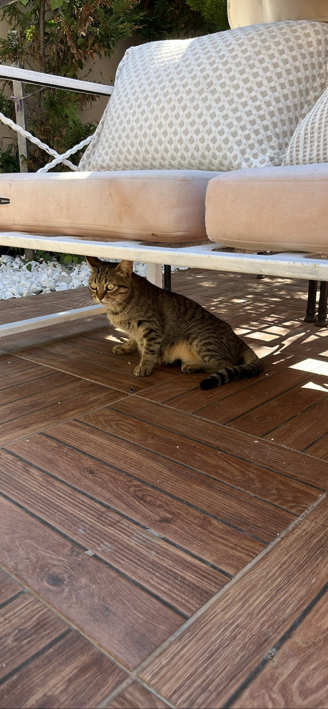 Anatoli, a cat found on Chonk Finder