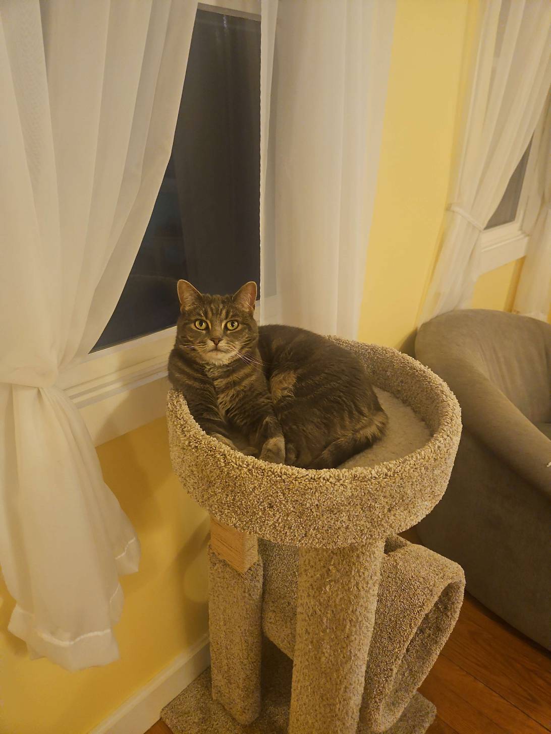 Minerva, a cat found on Chonk Finder