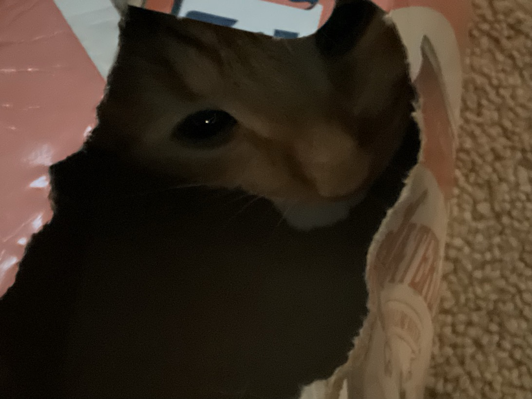 Tigger, a cat found on Chonk Finder