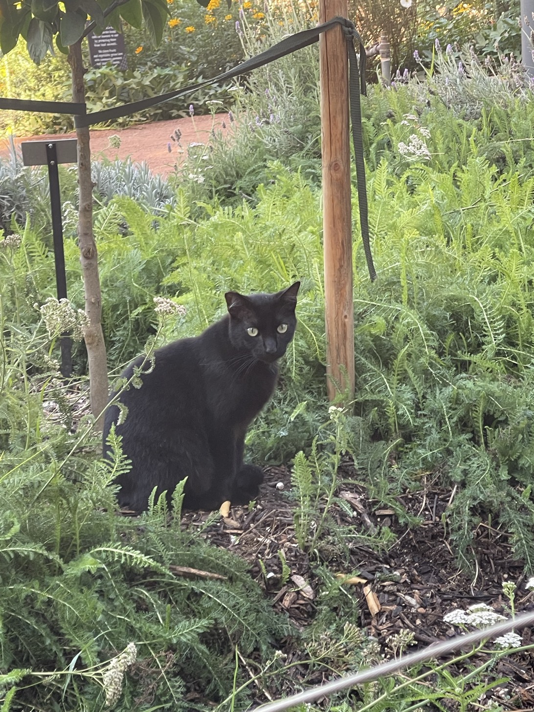 Lavender, a cat found on Chonk Finder