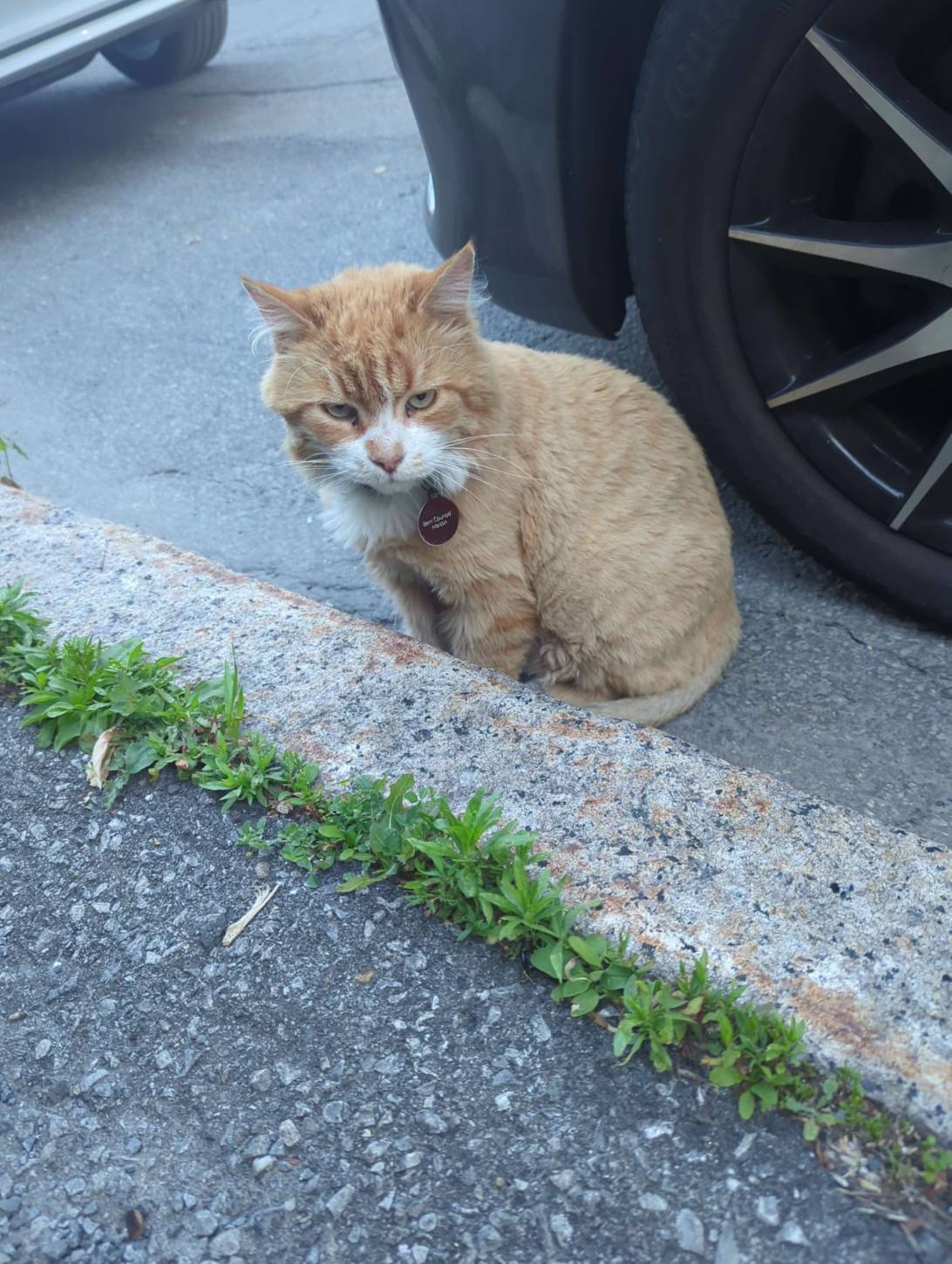 Richard, a cat found on Chonk Finder