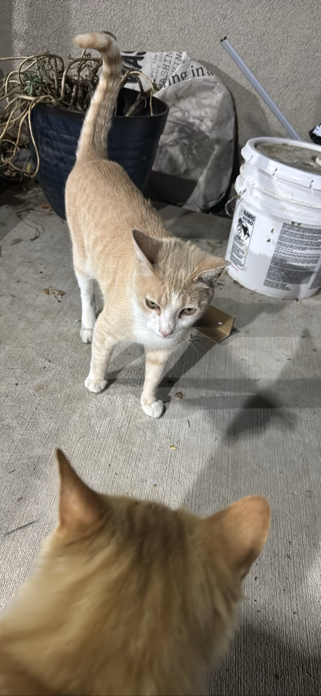 RIP-Orange Tabby, a cat found on Chonk Finder