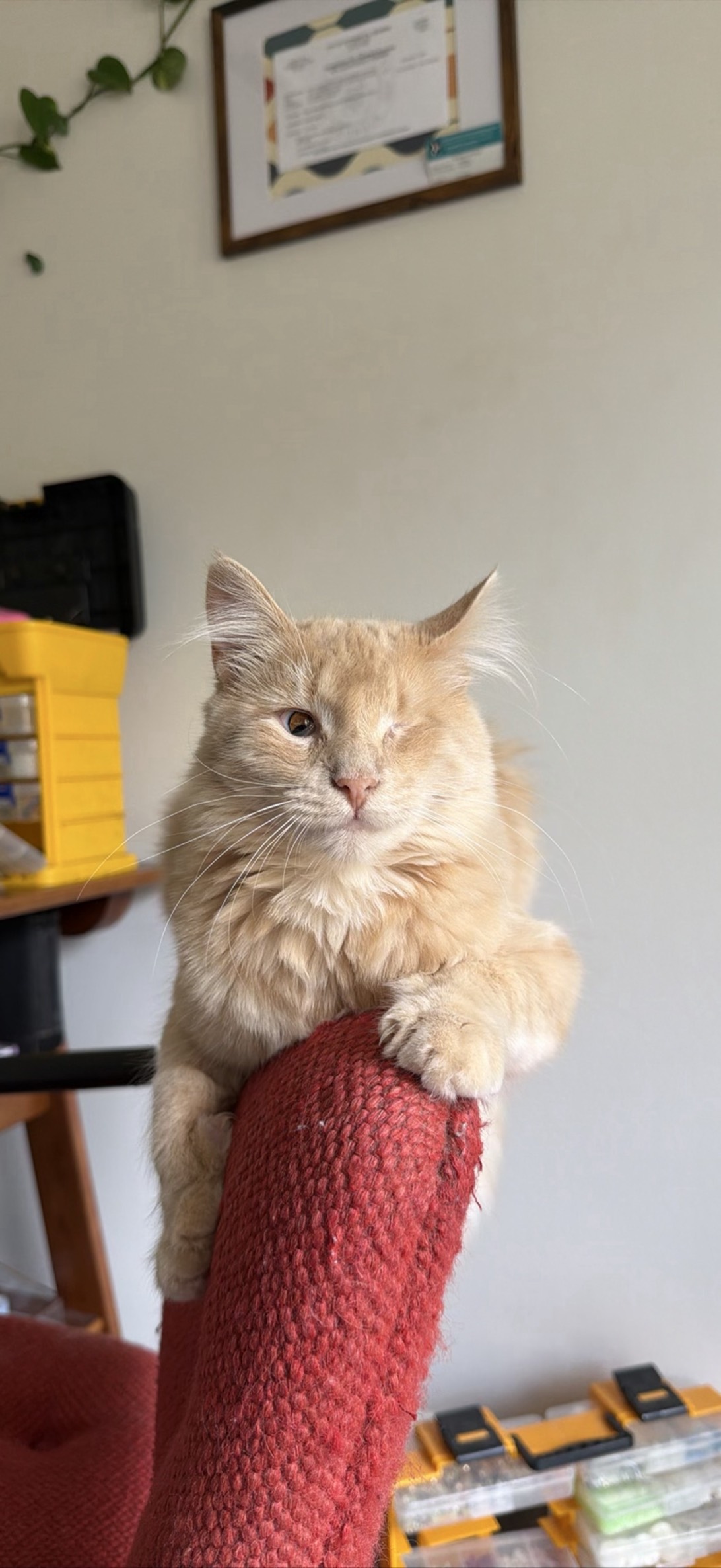 Margie, a cat found on Chonk Finder