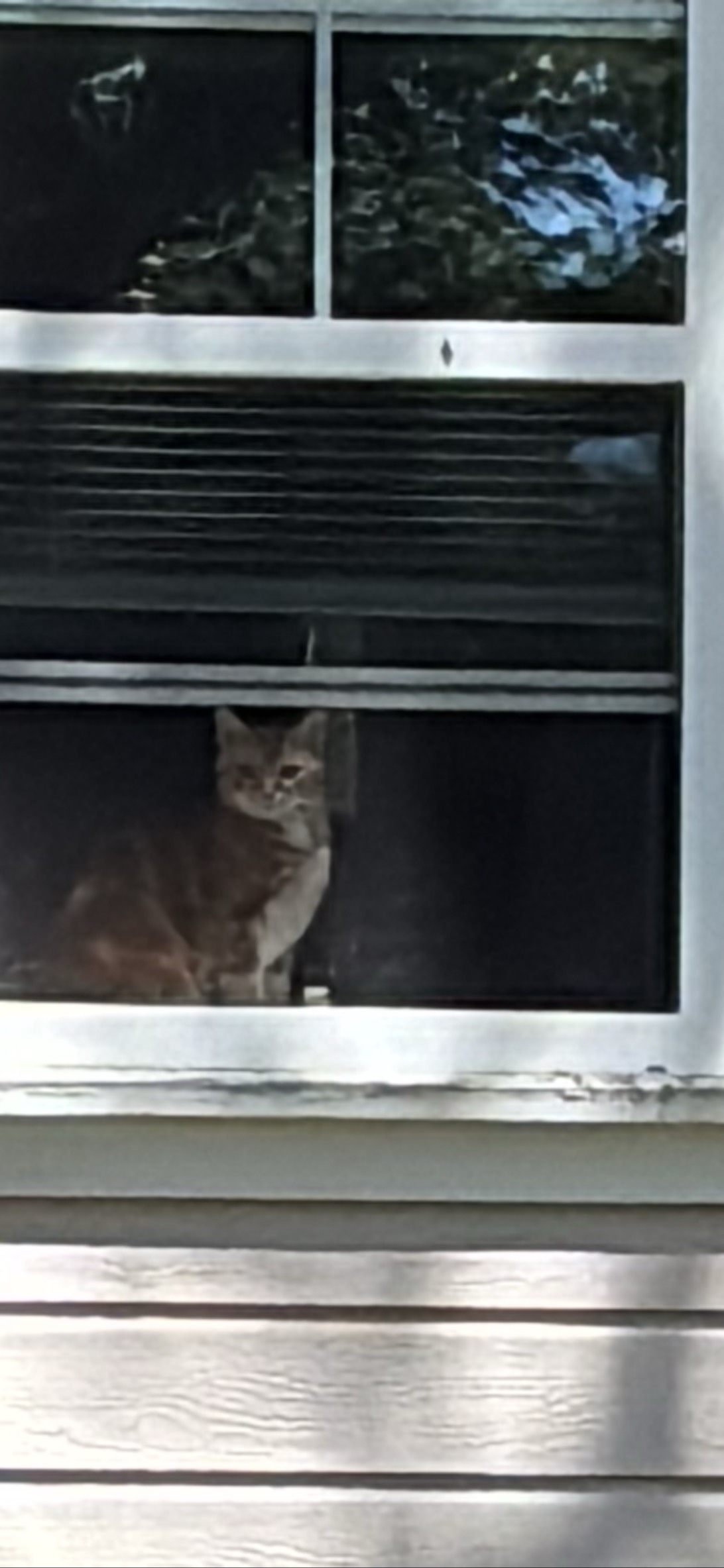 Blinds Biscuit, a cat found on Chonk Finder