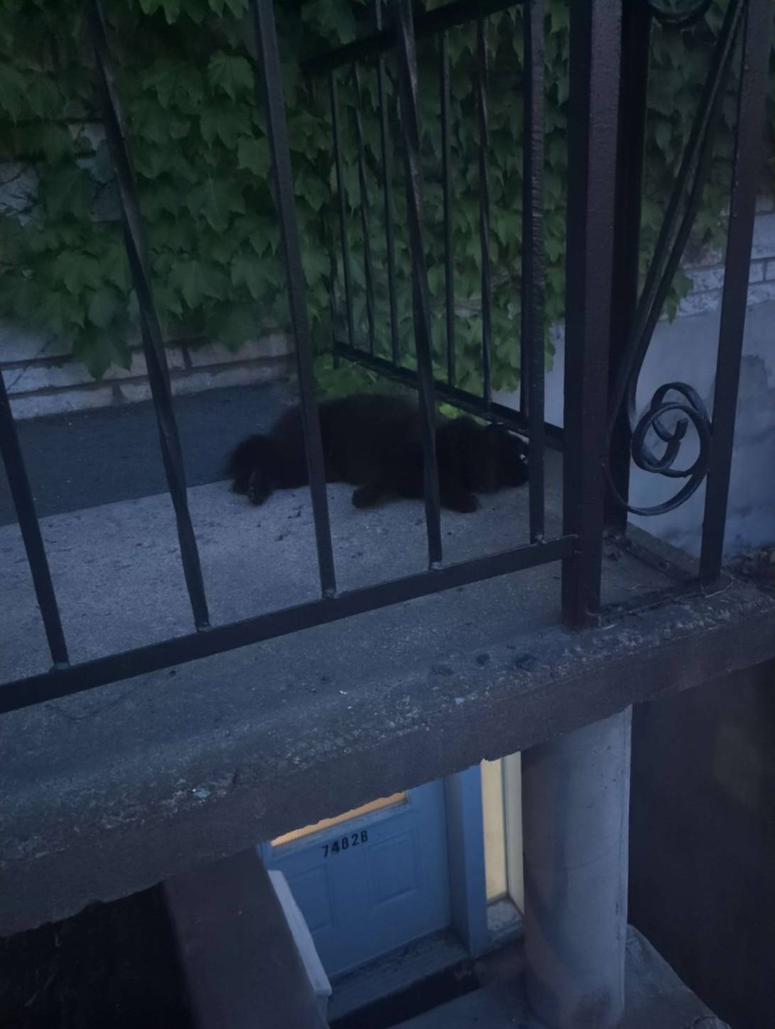 Bear, a cat found on Chonk Finder