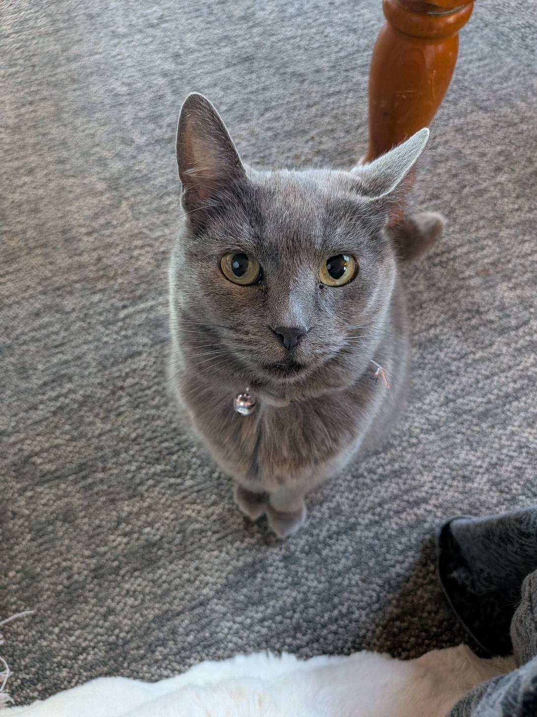Seven, a cat found on Chonk Finder