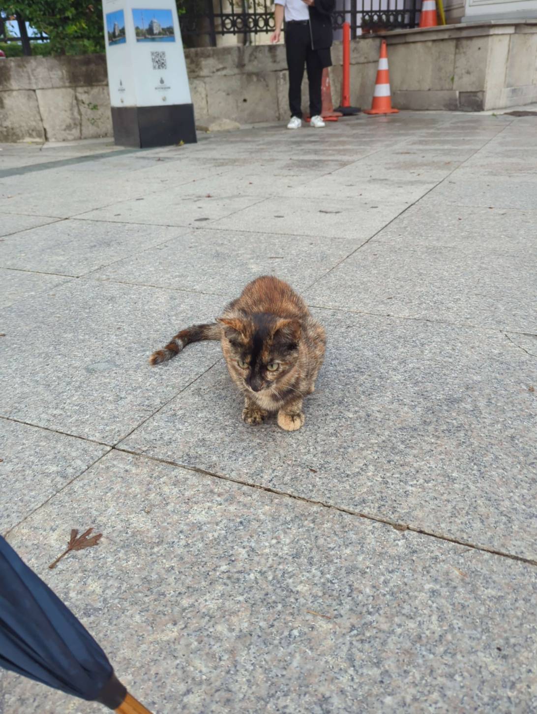 Taski, a cat found on Chonk Finder