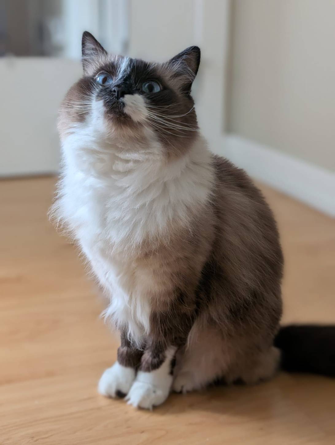 Bellatrix, a cat found on Chonk Finder