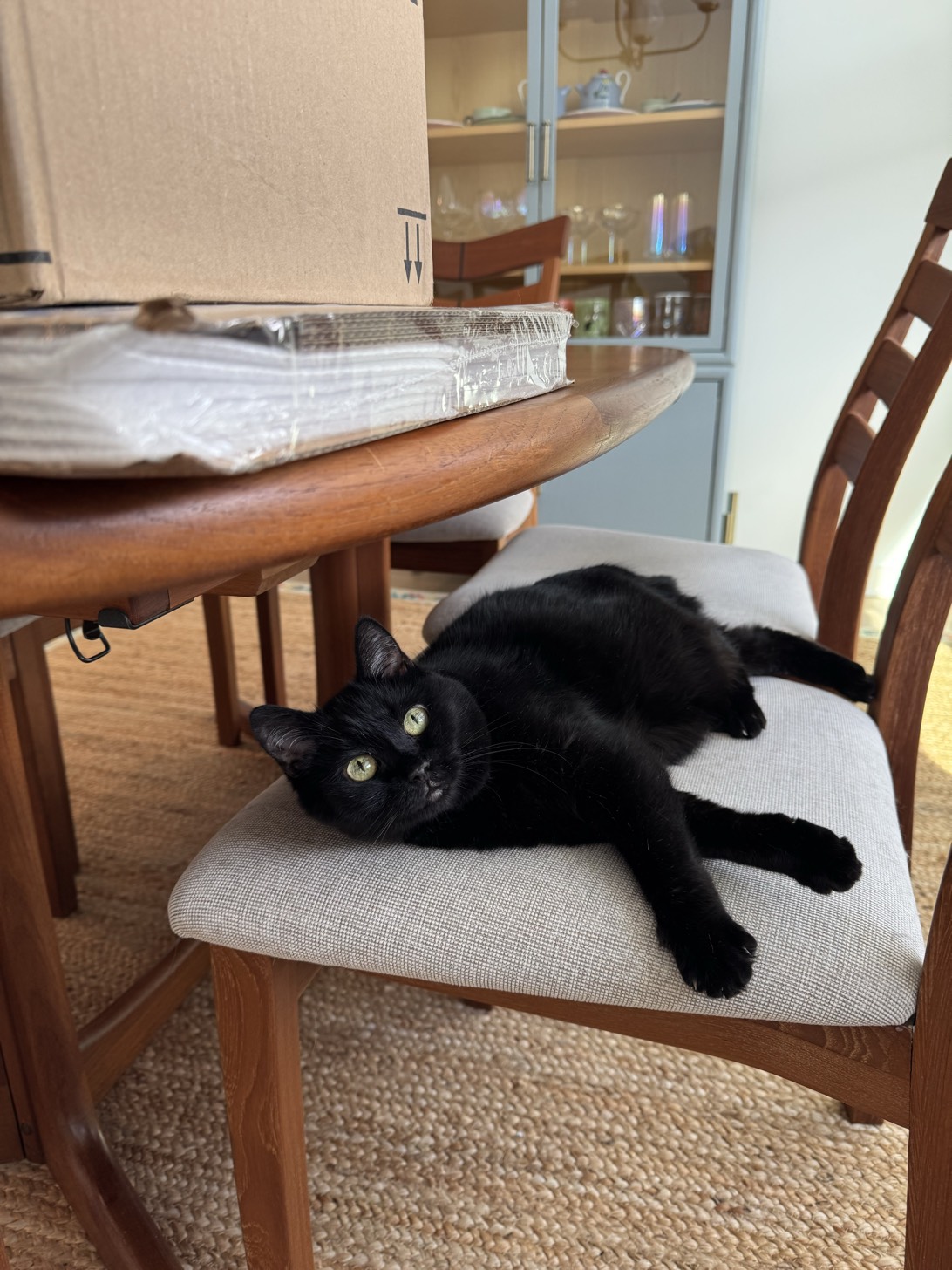 Sweetpea, a cat found on Chonk Finder
