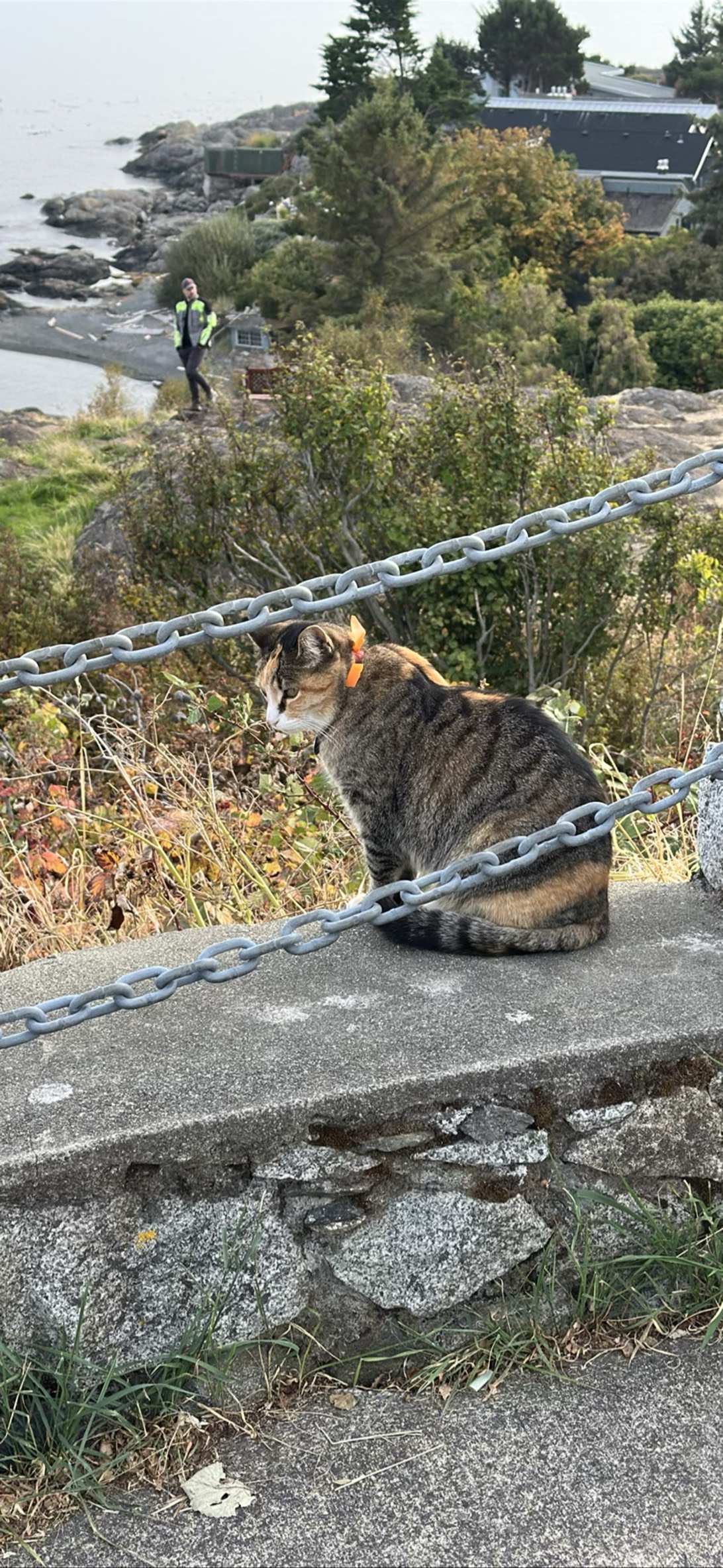 Fjord, a cat found on Chonk Finder