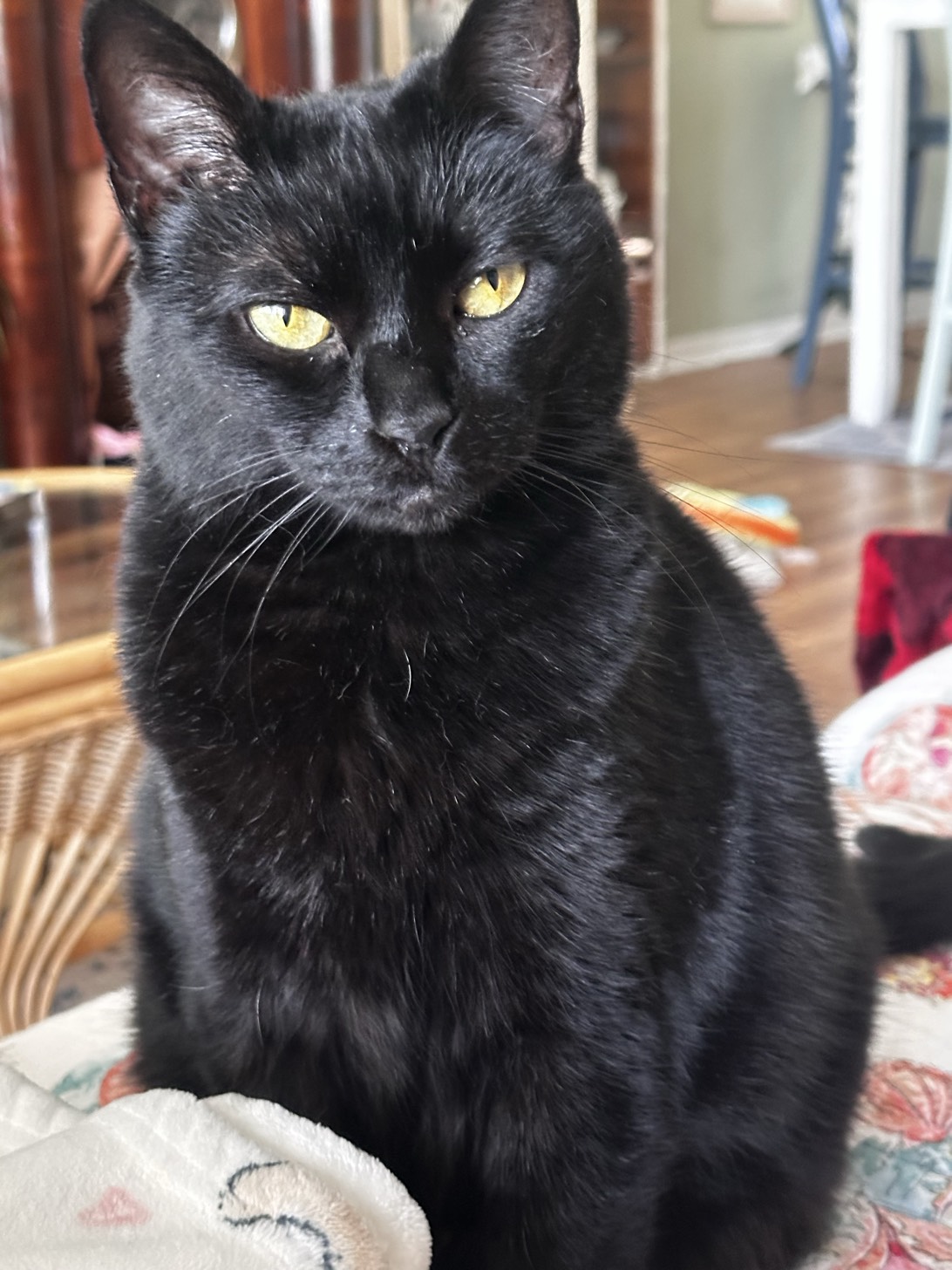 Ghost, a cat found on Chonk Finder