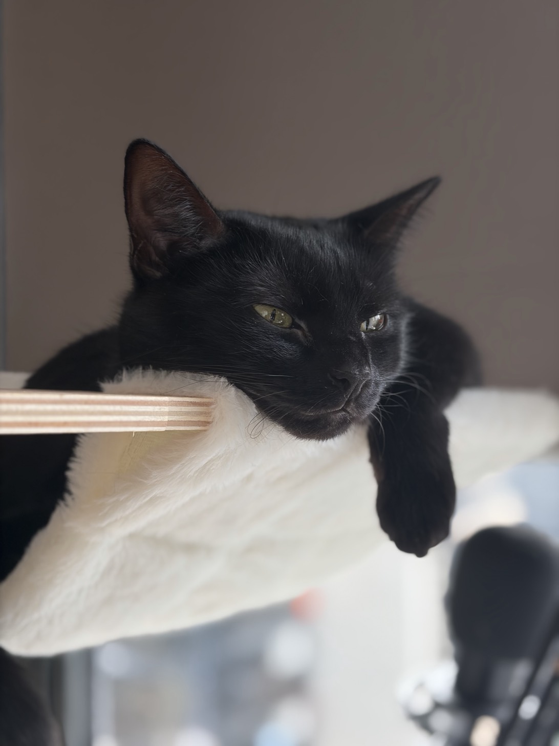 Mia, a cat found on Chonk Finder