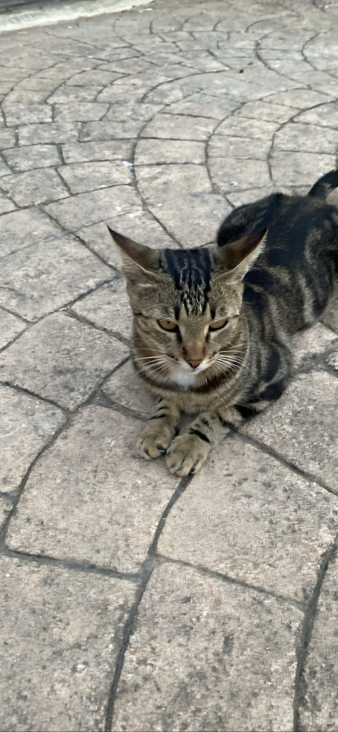 Turtle, a cat found on Chonk Finder