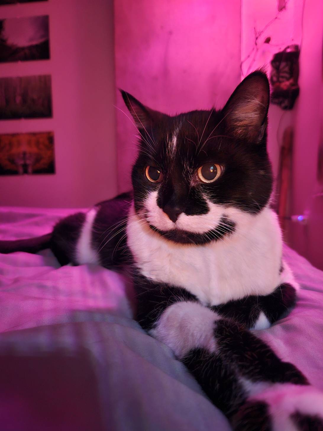 Finn, a cat found on Chonk Finder