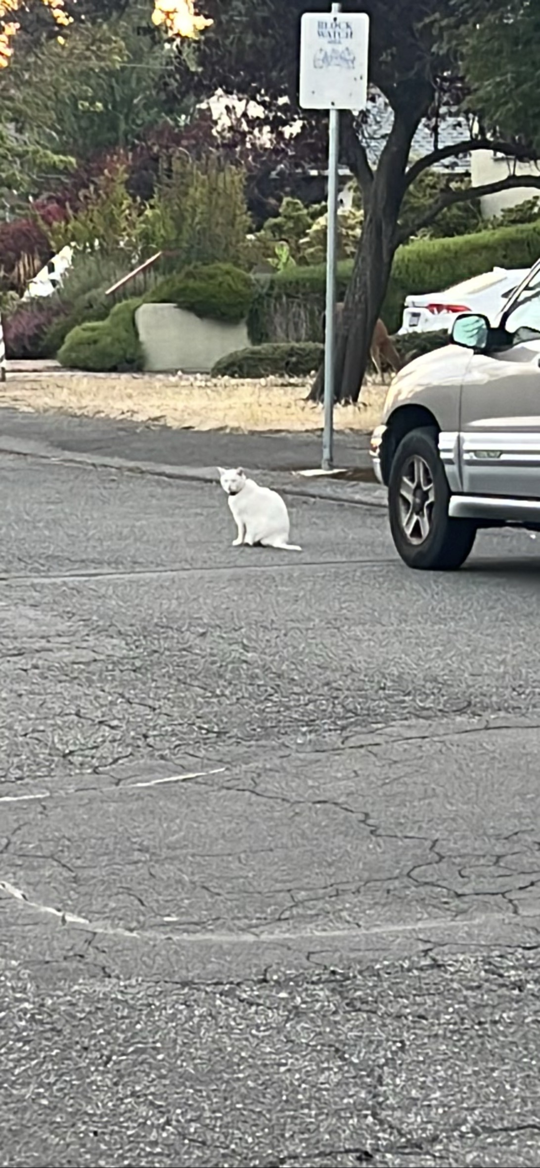 Chill Guy, a cat found on Chonk Finder