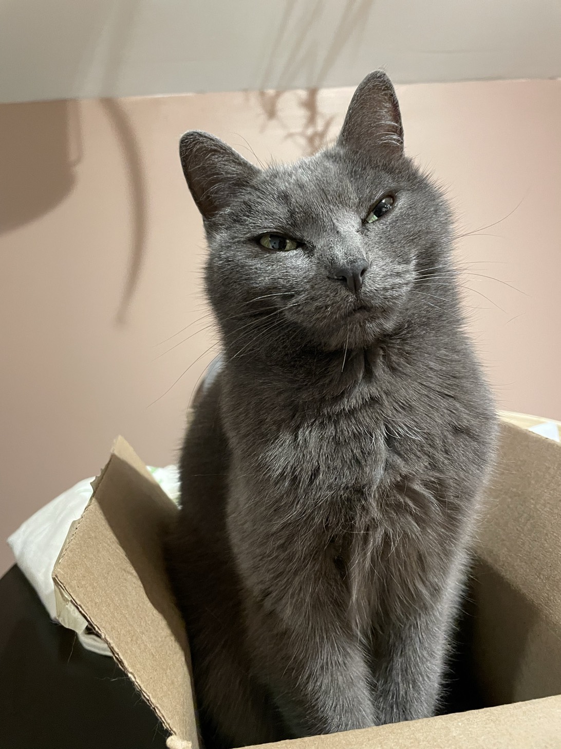 Zola, a cat found on Chonk Finder