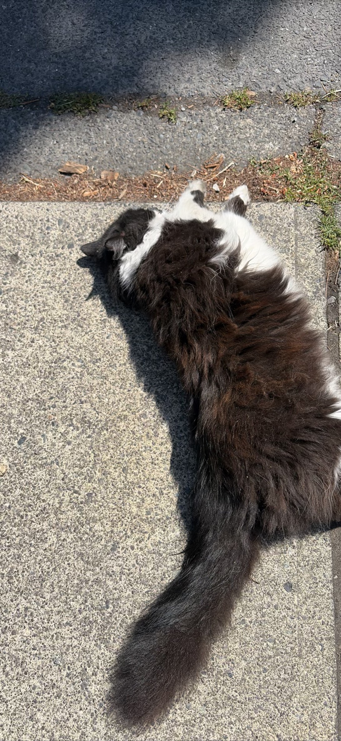 Barnaby, a cat found on Chonk Finder